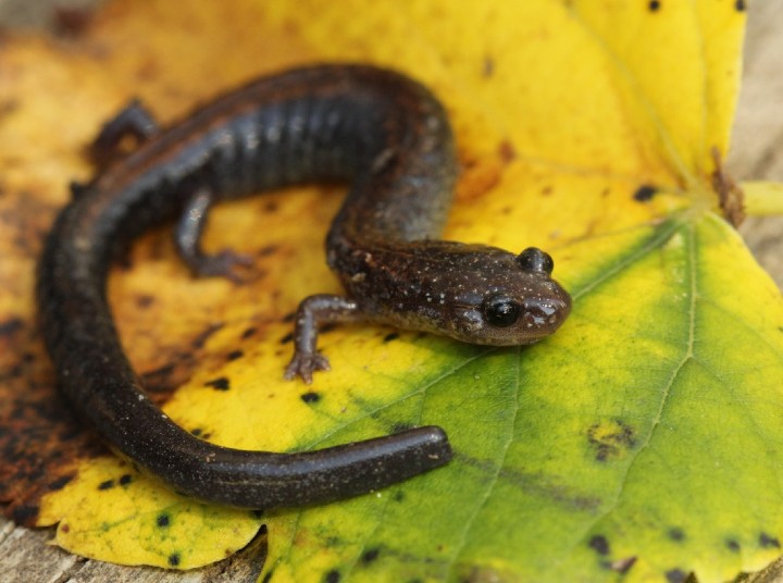 Redback Salamander